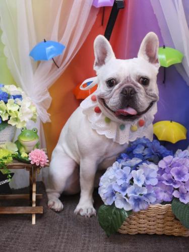 20230613ブーくん